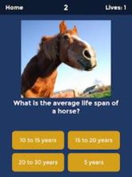 Horse Quiz: Equine Trivia Game游戏截图2