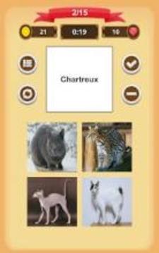 Cats Quiz游戏截图1