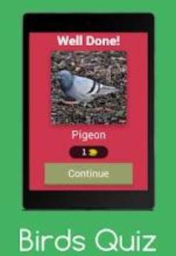 Birds Quiz : Guess The Birds游戏截图5