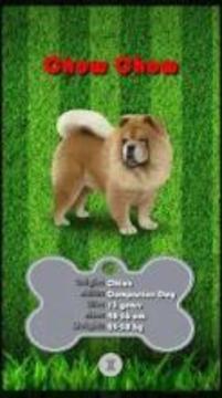 Puppy Dogs GO! Pocket Edition游戏截图2