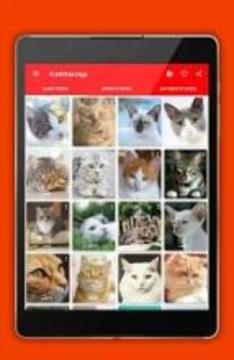 iCatKittenApp - Cat Sounds游戏截图2