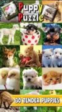 Puppy Slide Puzzle: baby animal free slider puzzle游戏截图5