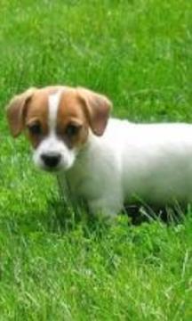 Jack Russell Terriers Puzzle游戏截图3