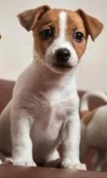 Jack Russell Terriers Puzzle游戏截图4