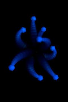 Octopus OpenGL demo游戏截图1