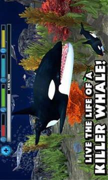 虎鲸模拟游戏截图1