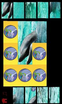 dolphins puzzle for kids游戏截图3