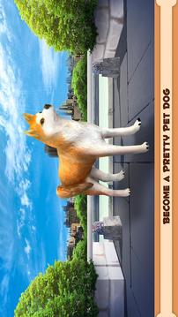 Play With Your Dog: Shiba Inu游戏截图1