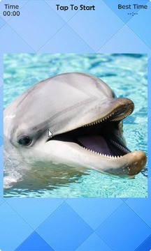 Dolphin Puzzle游戏截图3