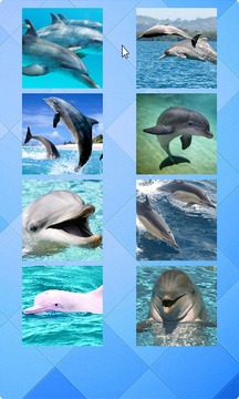 Dolphin Puzzle游戏截图2