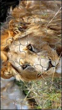 Lion Jigsaw Puzzle游戏截图5