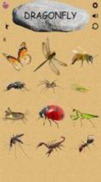 Insects - Learning Insects. Practice Test Sound游戏截图4