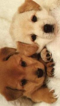 Cute Puppies Puzzle游戏截图1