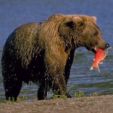 Yo Jigsaw Puzzle: Bears游戏截图4