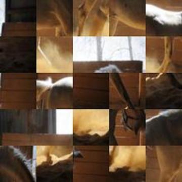 Horse Puzzle Jigsaw Game游戏截图2