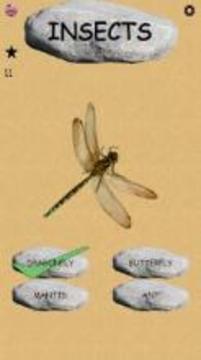 Insects - Learning Insects. Practice Test Sound游戏截图2