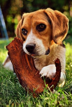 Beagle Puzzle Game游戏截图4