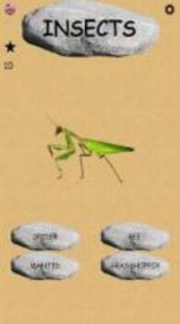 Insects - Learning Insects. Practice Test Sound游戏截图3