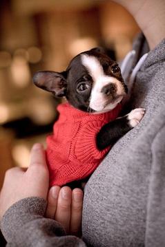 Boston Terrier Puzzle Game游戏截图2