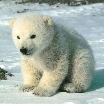 Yo Jigsaw Puzzle: Bears游戏截图5