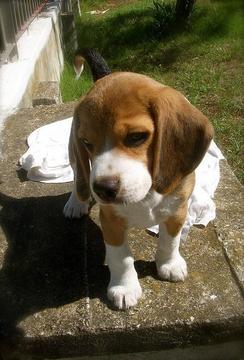 Beagle Puzzle Game游戏截图5