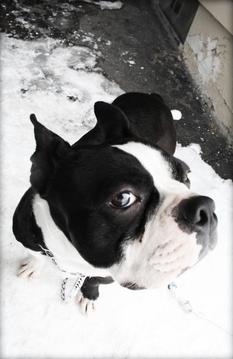 Boston Terrier Puzzle Game游戏截图3