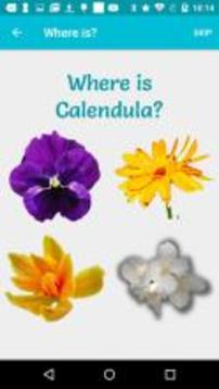 Flowers - Learn, Spell, Quiz, Draw, Color & Games游戏截图5