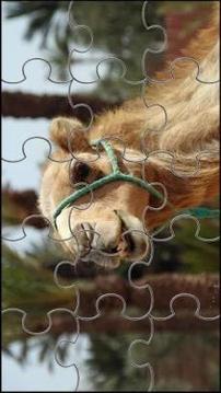 Camel Jigsaw Puzzles Game游戏截图1