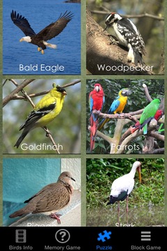 Save Our Birds游戏截图3