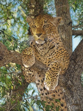 Safari Jigsaw Puzzles Free游戏截图4