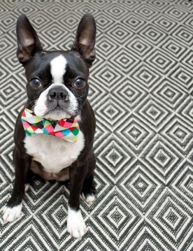 Boston Terrier Puzzle Game游戏截图1