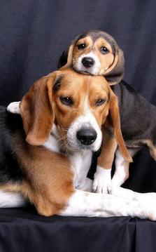 Beagle Puzzle Game游戏截图1