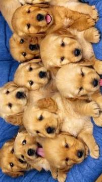 Cute Puppies Puzzle游戏截图3