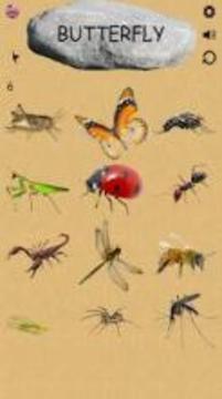 Insects - Learning Insects. Practice Test Sound游戏截图5