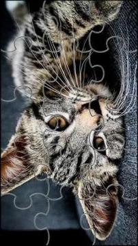 Cute Cats Jigsaw Puzzle游戏截图3