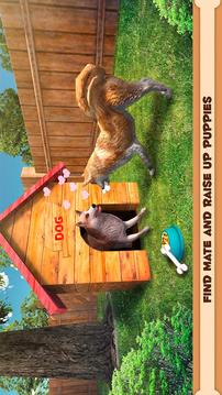 Play With Your Dog: Shiba Inu游戏截图4