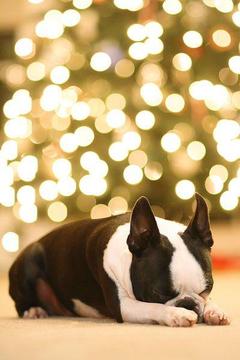 Boston Terrier Puzzle Game游戏截图5