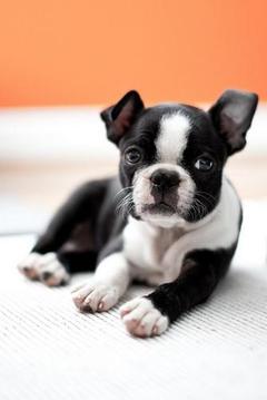 Boston Terrier Puzzle Game游戏截图4