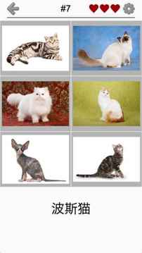 猫品种问答游戏截图2