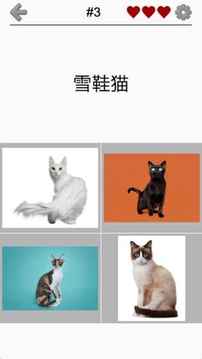 猫品种问答游戏截图4