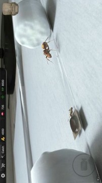 蚂蚁模拟大亨游戏截图1