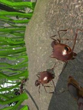 Ant Simulation 3D - Insect Survival Game游戏截图2