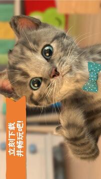 LittleKitten小猫游戏截图2