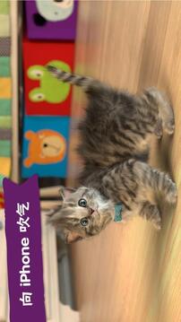 LittleKitten小猫游戏截图3