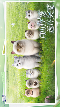 以闪亮之名游戏截图2