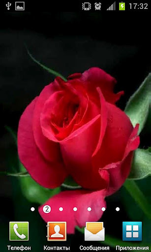 wallpaper live rose bud截图1