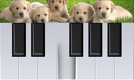 狗狗钢琴截图3