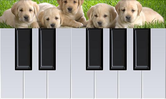 狗狗钢琴截图4