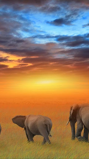 Elephant Wallpapers截图2