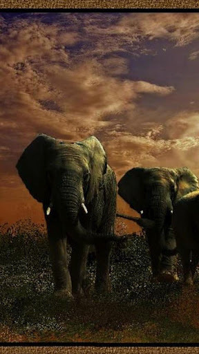 Elephant Wallpapers截图3